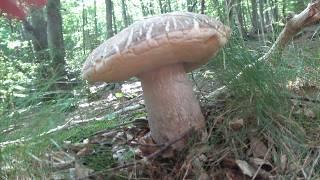Unexpected beauties in the beech forest - boletus July 2024