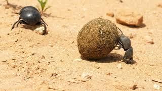  Epic Love Story of Mating Flightless Dung Beetles: Pushing Love Uphill! 