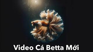 Cá Betta Halfmoon Mới - Video Mới 8/9 - Betta Sales