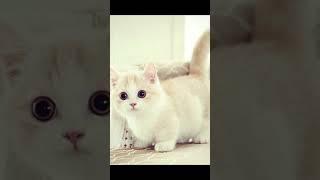 #edit #sweet #cats #capcut #animals #cat #sweetvideo