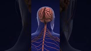 Brainy Bites: Fascinating Facts About the Human Brain #factualdiscovery #funfacts #quantumfacts