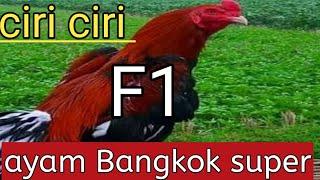 ciri ciri ayam Bangkok super f1