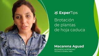 Expertips: Brotación en plantas de hojas caducas