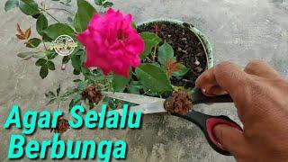 Cara Merawat Bunga Mawar Agar Selalu Berbunga