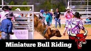 World Champion Mini Bull Riding || Miniature Bull Riding Broken Arrow Round Up Club