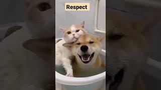 respect to PET #shorts #viralpet #love #funnyvideo #respect #shortsfeed