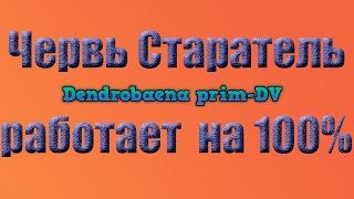 Черви старатель для производства биогумуса .Червь для рыбалки. содержание червя.разведение червей