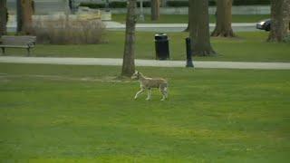 Coyote spotted roaming around Queen's Park