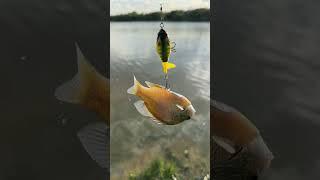 How professionals release fish after they catch’em! Zero stress releasing technique.