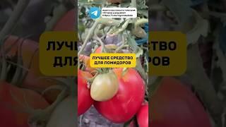 Рассказал подробно, чем сода полезна для помидоров. #помидоры #сода #огород