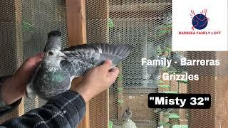 Racing Pigeon Breeder “Misty 32” - Barrera Family Loft