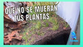  CÓMO EMPEZAR tu acuario plantado