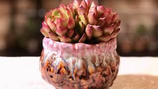 Coco's private succulent gallery Vol.3 - Premium collection, rare and crested succulents