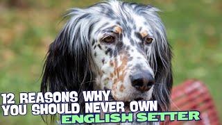 12 Reasons Why You Should Never Own an English Setter 