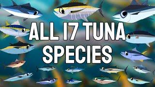 All 17 Tuna Species -  A Comprehensive Coverage