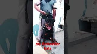 kumarlifestyle my dog kala #youtube