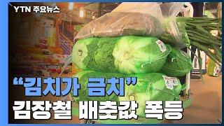 "김장철 김치가 금치"...배춧값 폭등에 소비자·생산자 모두 울상 / YTN