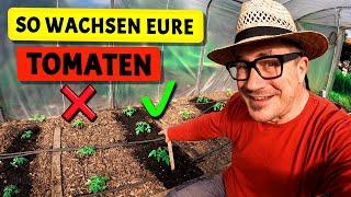 Wachstumsschub für eure Tomaten | Terra Preta, Küken, Gartenarbeiten im Mai