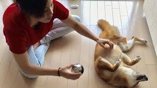 かいかいかいかい、のゆきちゃん    柴犬ゆき Shiba inu, Yuki