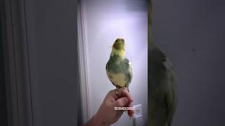 Cockatiel Sings Dippidippdioos After Nap | Tiel Named Loubert