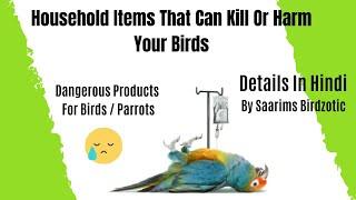 Household Items That Can Kill Your Birds || Dangerous Products For Birds || Saarims Birdzotic