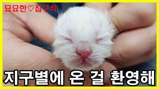 묘생 첫 출산 - 네바마스커레이드 고양이