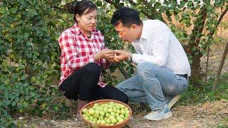 Heartwarming: Engineer’s Concern for Trinh After Apple Harvest Injury