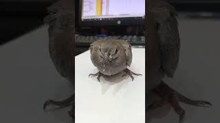 BIRD BUMPED IN OUR SALON  GLASS DOOR |DIZZY I GUEST| #shorts #shortvideo #youtubeshorts #viral