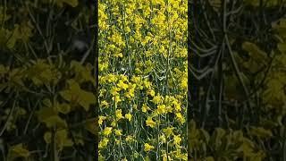 #밀이되기전피는꽃 유채 ~ 겨울왕국의 여름~ canola flowers in  Canada 