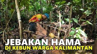 SUASANA TEPI HUTAN KALIMANTAN; MENGIKUTI KEGIATAN BANG IAN PERIKSA PERANGKAP BINATANG HAMA KEBUN