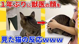 【2ch動物スレ】1年前と同じ獣医の顔を見た猫がこうなっちゃったｗｗｗｗｗ