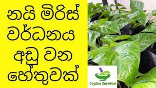 Scotch Bonnet Cultivation tips/ Ceylon Survival