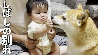 赤ちゃんとママがいなくなることを察して離れようとしない柴犬