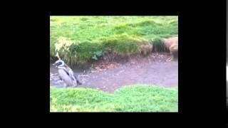 Drunk Penguins - Very Funny