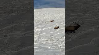 Elk on Cadomin Mine just outside of Cadomin, Alberta