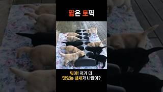 남의 밥을 탐내는 아기 인절미 #강아지 #리트리버 #인절미