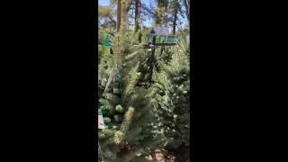 Watters Garden Center, Prescott Arizona