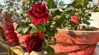 तो इस तरह मैंने गुलाब के पौधे का चयन कर ही लिया#rose #shopping #garden #youtubeshorts