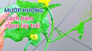 Kỹ thuật trồng mướp hương: P15-Cách bấm ngọn nuôi trái, giúp trái đậu tốt thẳng đẹp.