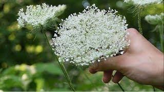 How To Identify Wild Carrot, Queen Anne's Lace - Wild Edibles