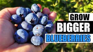 Grow Bigger Blueberries - Garden Quickie Episode 86