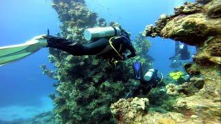 Дайв-сафарі / Дайвінг / Єгипет 2020 / Північ Червоного моря / Diving