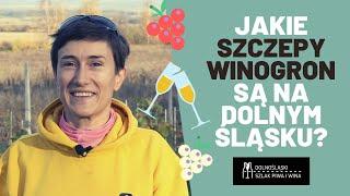 Jakie szczepy winogron | Dolnośląski Szlak Piwa i Wina