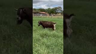 Toggenburg goat tough stud