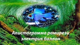 Апистограмма рамирези электрик баллон Mikrogeophagus ramirezi