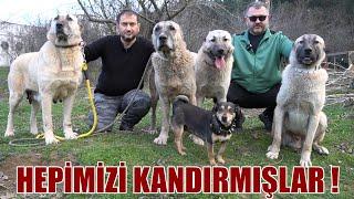 KIRMA KÖPEKLERİ KANGAL DİYE ANLATMIŞLAR BİZE SENELERCE ! @sserbulent1 TAZI KIRMASI KURTÇU KANGALLAR