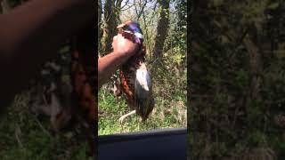 Hunting zjcolibud  Pheasant in England