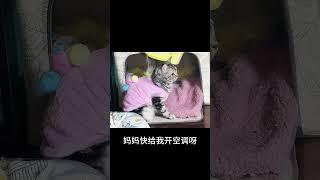 穿了新衣服了 #cat #萌宠#萌宠vlog #pets #cute #美短#catlover #美短虎斑 #虎斑 #貓咪 #萌宠成长记 #萌宠日常