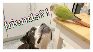 HOW TO INTRODUCE DOGS AND BIRDS TO EACH OTHER