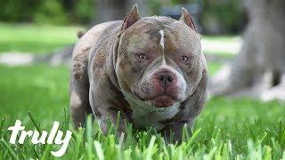 Venom, King of The Micro Bullies Fathers 250 Pups | TRULY